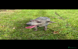 Bedlington Terrier dogs for stud: Bedlington terrier for std in Barnsley - Image 7