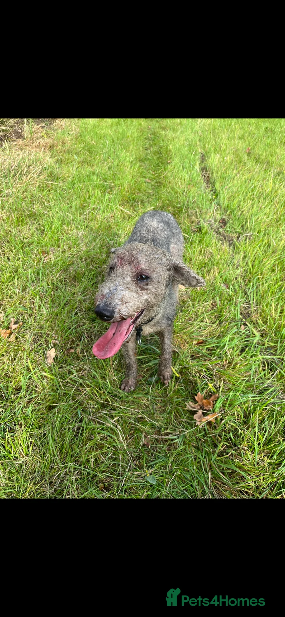 Bedlington Terrier dogs for stud: Bedlington terrier for std in Barnsley - Advert 7