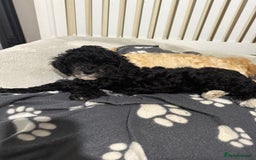 Cockapoo dogs for sale: 🐾ready to leave  black and white cockapoo - Image 11