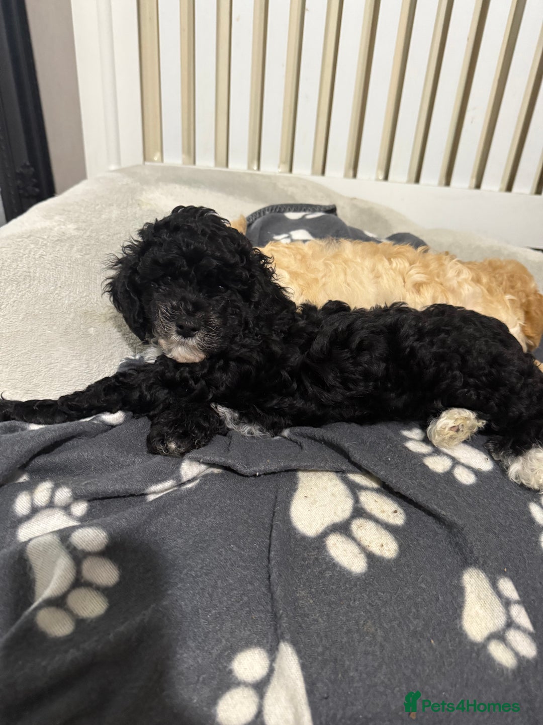 Cockapoo dogs for sale: 🐾ready to leave  black and white cockapoo - Image 11