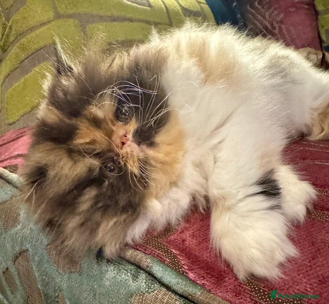 Persian cats for sale: Beautiful Calico pedigree Persian female kitten  - Image 15