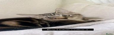 Domestic Shorthair 5