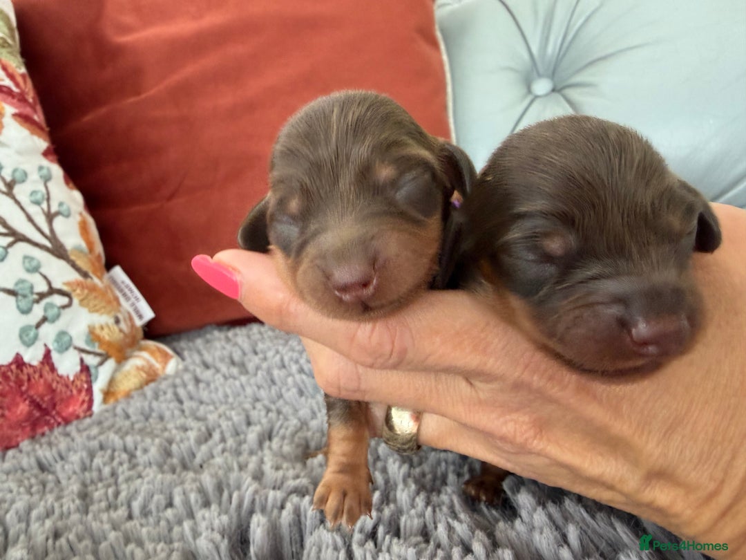 Miniature Dachshund dogs for sale: Long haired mini dachshund pups  - Image 13