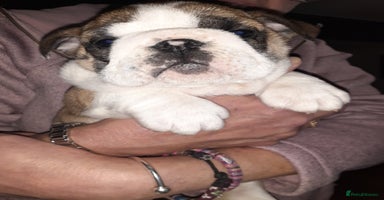 English Bulldog dogs - Advert 5
