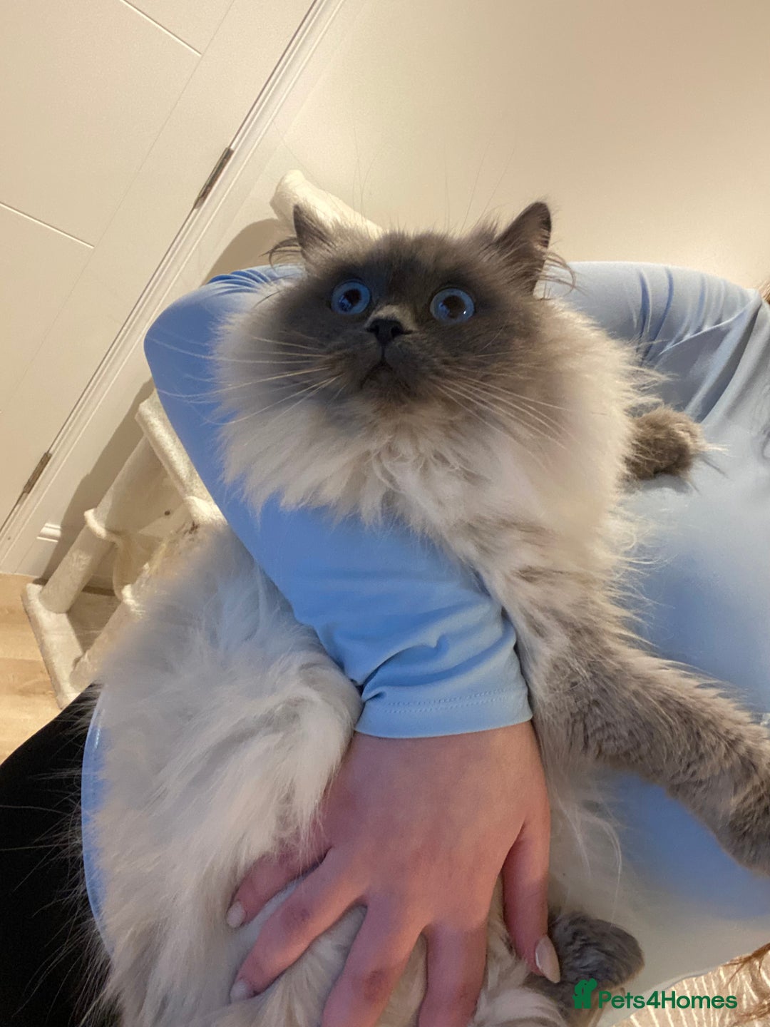 Ragdoll cats for sale: Ragdoll Girl Looking for Her Forever Home  - Advert 5