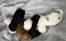Australian Labradoodle dogs for sale: 6 Gorgeous Australian Labradoodle Puppies - Image 13