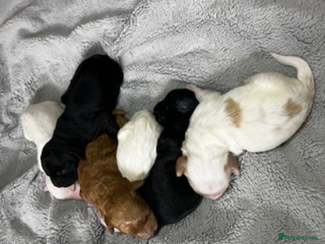 Australian Labradoodle dogs for sale: 6 Gorgeous Australian Labradoodle Puppies - Image 13