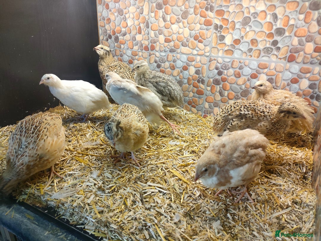 Quail poultry for sale: Mixed Japanese Courtnix Quails - Image 3