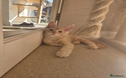 Maine Coon cats for sale: Stunning Quality Tica shaded lines - Image 34