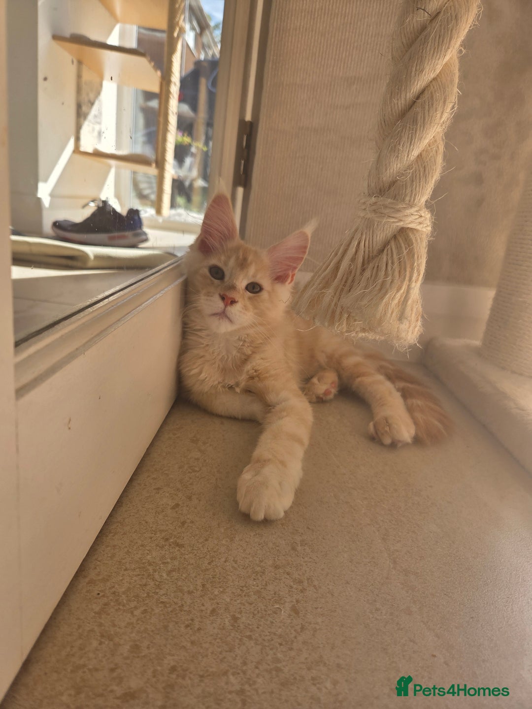 Maine Coon cats for sale: Stunning Quality Tica shaded lines - Image 34