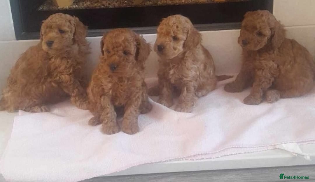 Cavapoo dogs stunning cavapoo pups  - Advert 17