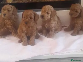 Cavapoo dogs stunning cavapoo pups - Advert 17