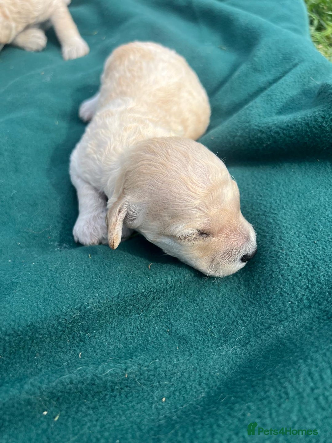 Miniature Poodle dogs for sale: KC registered miniature poodle puppies - Image 5