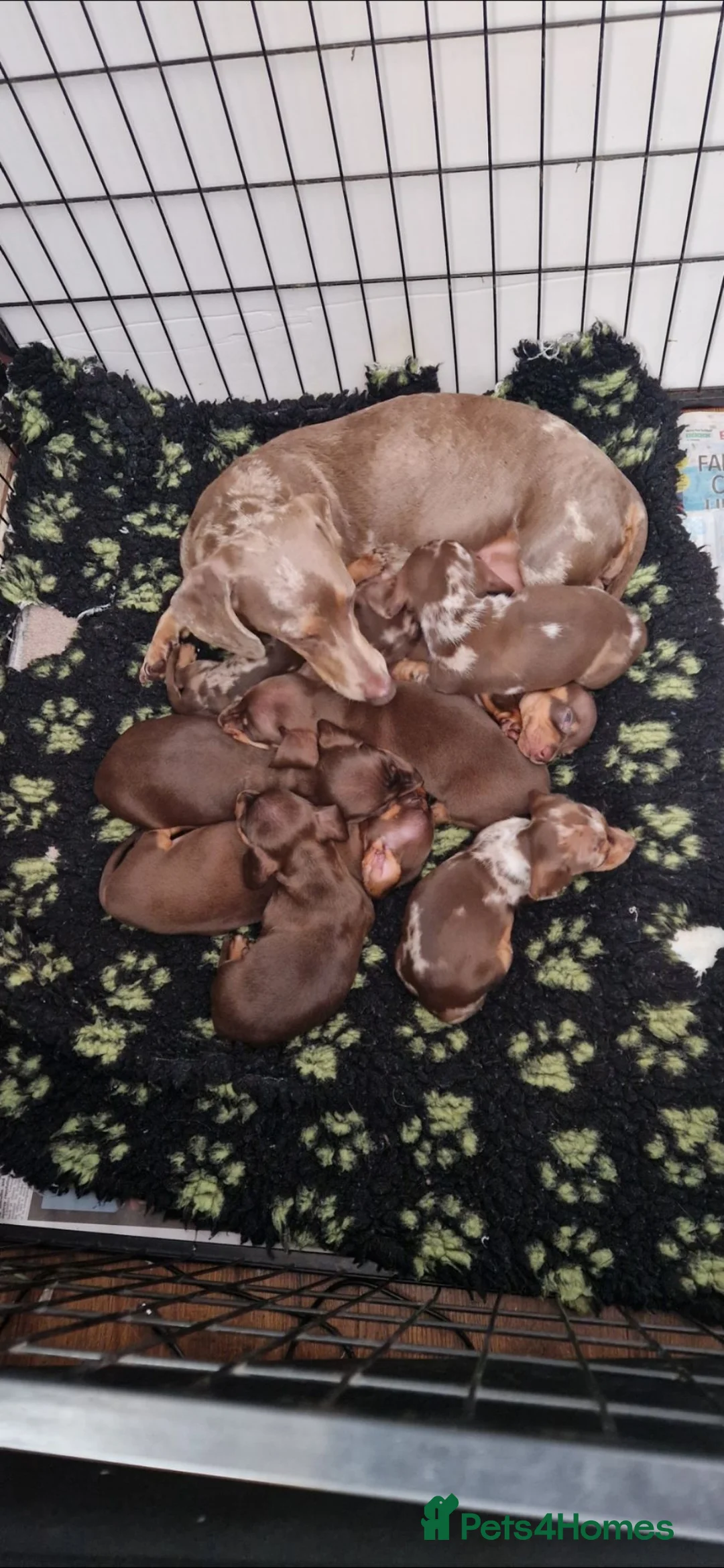 Miniature Dachshund dogs for sale: Gorgeous kc registered puppies - Advert 1