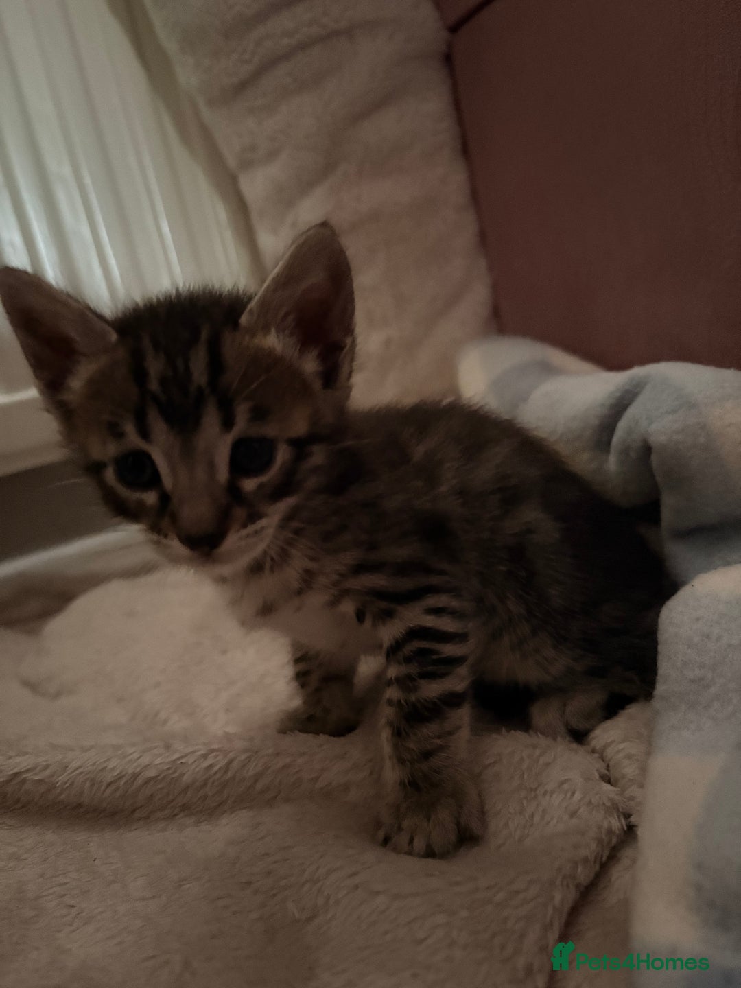 Bengal cats for sale: bengal kittens  - Advert 18