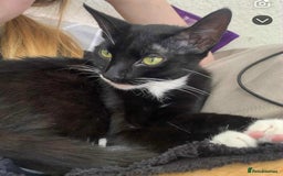 Mixed Breed cats for sale: 4 month old kitten for sale  - Image 3