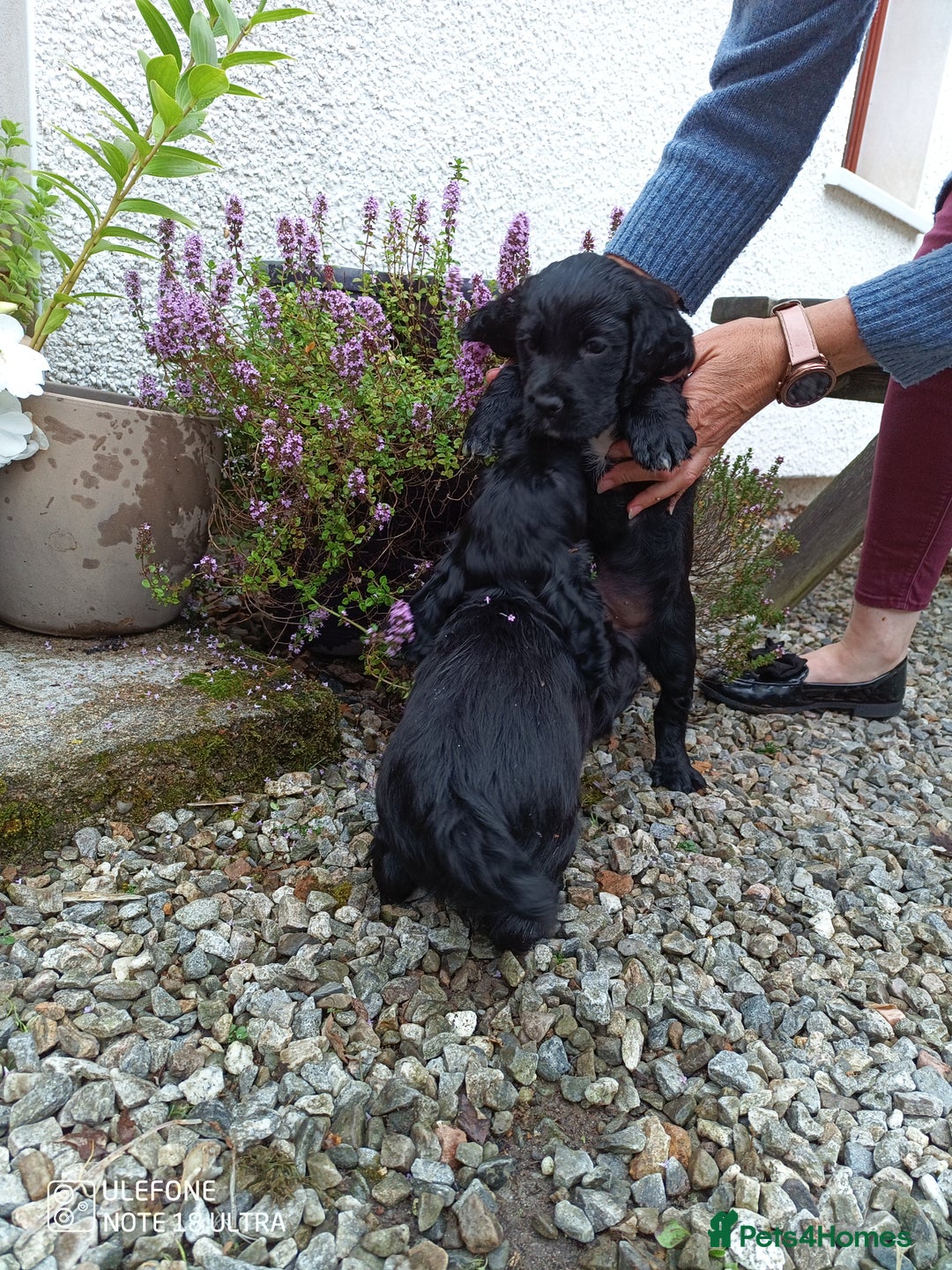 Cocker Spaniel dogs for sale: Beautiful Cocker Spaniel Puppies - Image 7