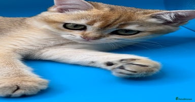 British Shorthair cats in Basildon - Advert 15