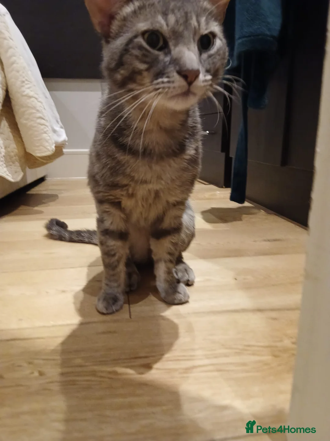 Mixed Breed cats for sale: Lucas  - Advert 1