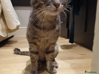 Mixed Breed cats Lucas - Advert 1