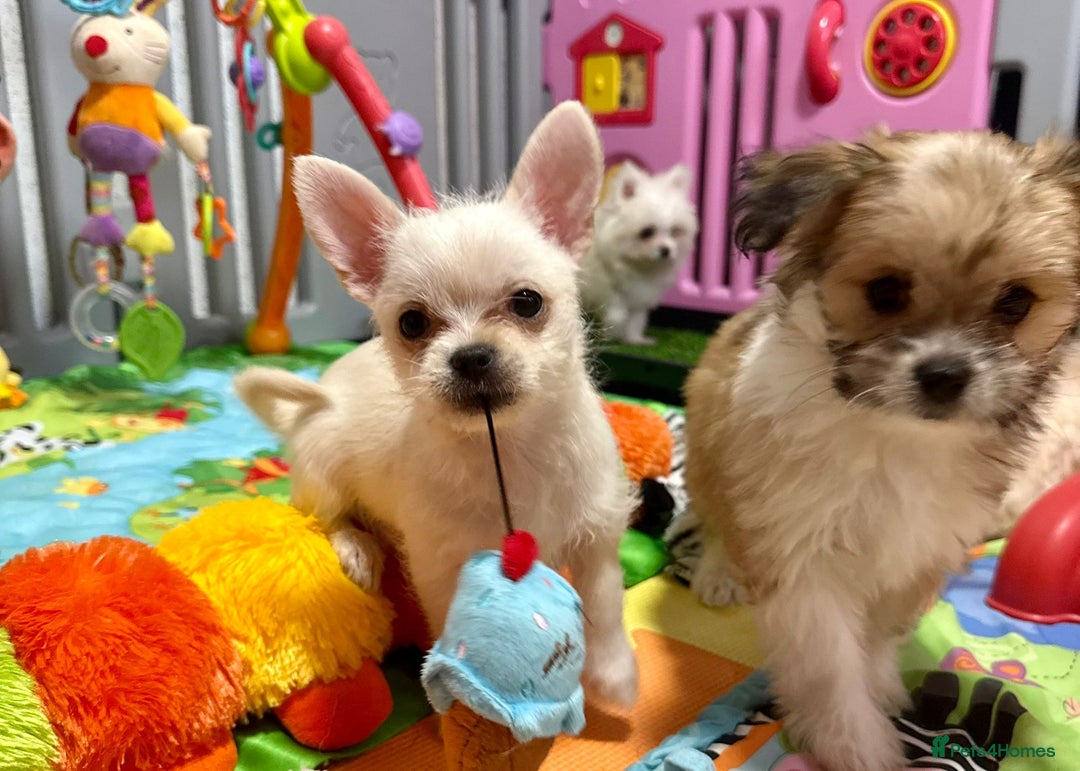 Mixed Breed dogs for sale: Malchi puppy health tested parents 1 boy available - Image 11