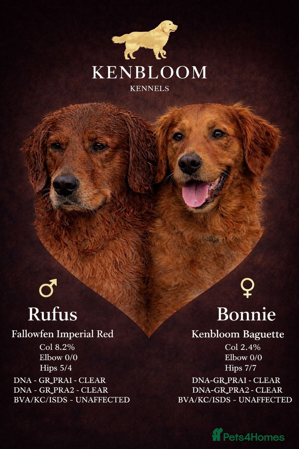 Golden Retriever dogs Stunning Golden Retrievers pups - Advert 2