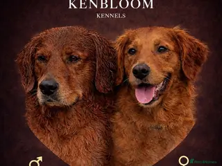 Golden Retriever dogs Stunning Golden Retrievers pups - Advert 4