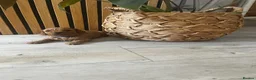 Cockapoo dogs for sale: Miniature f1b Cockapoo puppies DNA health clear🌟  - Advert 16