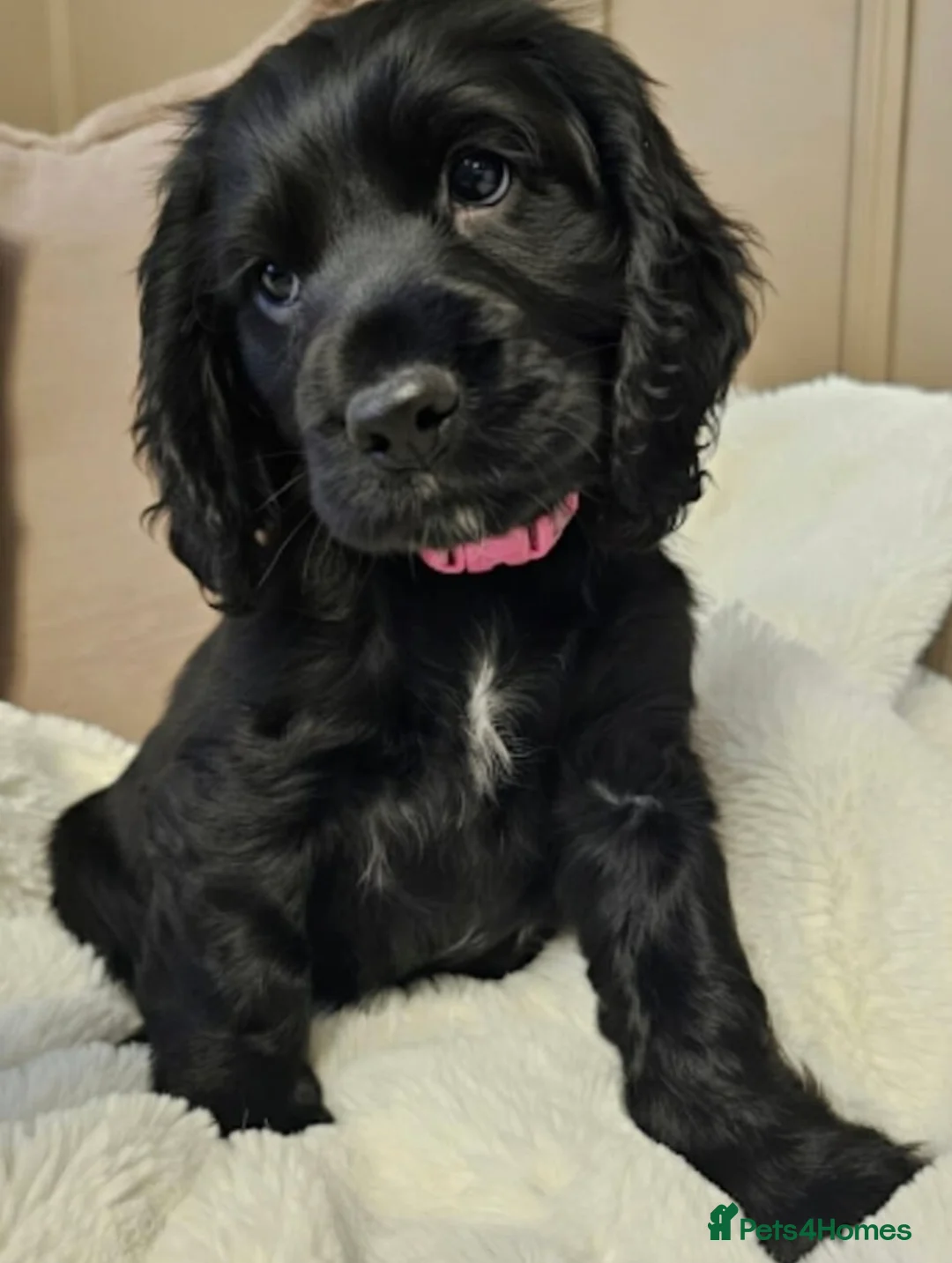 Cocker Spaniel dogs for sale: Gorgeous show cocker spaniel  - Advert 2