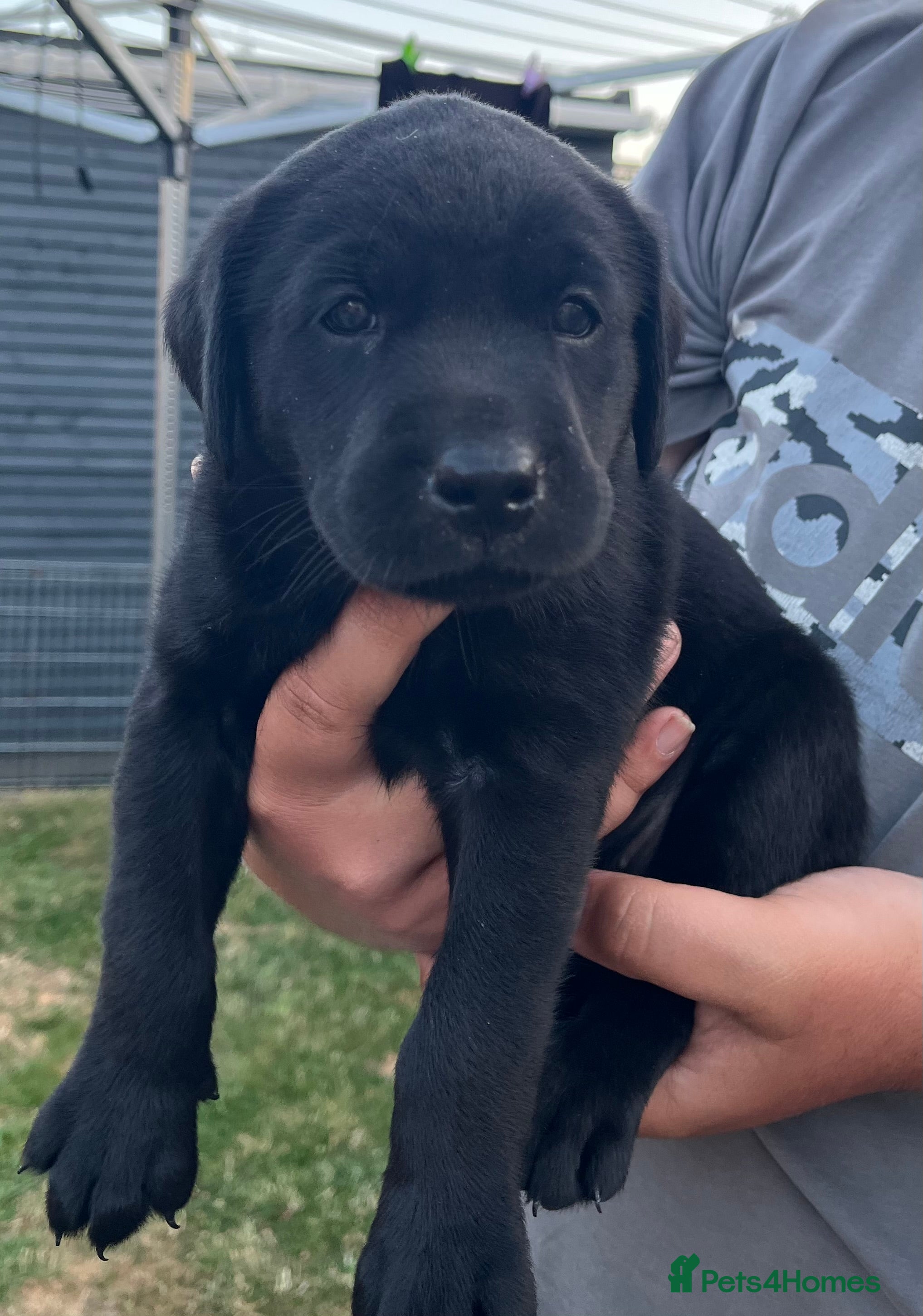 Labrador Retriever dogs KC REG LABRADOR RETRIEVER PUPPIES  - Advert 2
