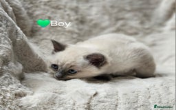 Ragdoll cats for sale: PURE RAGDOLL KITTENS 💜💙💚🤎 - Image 20