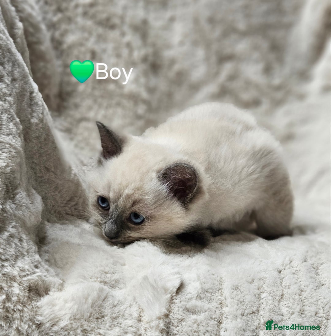 Ragdoll cats for sale: PURE RAGDOLL KITTENS 💜💙💚🤎 - Image 20