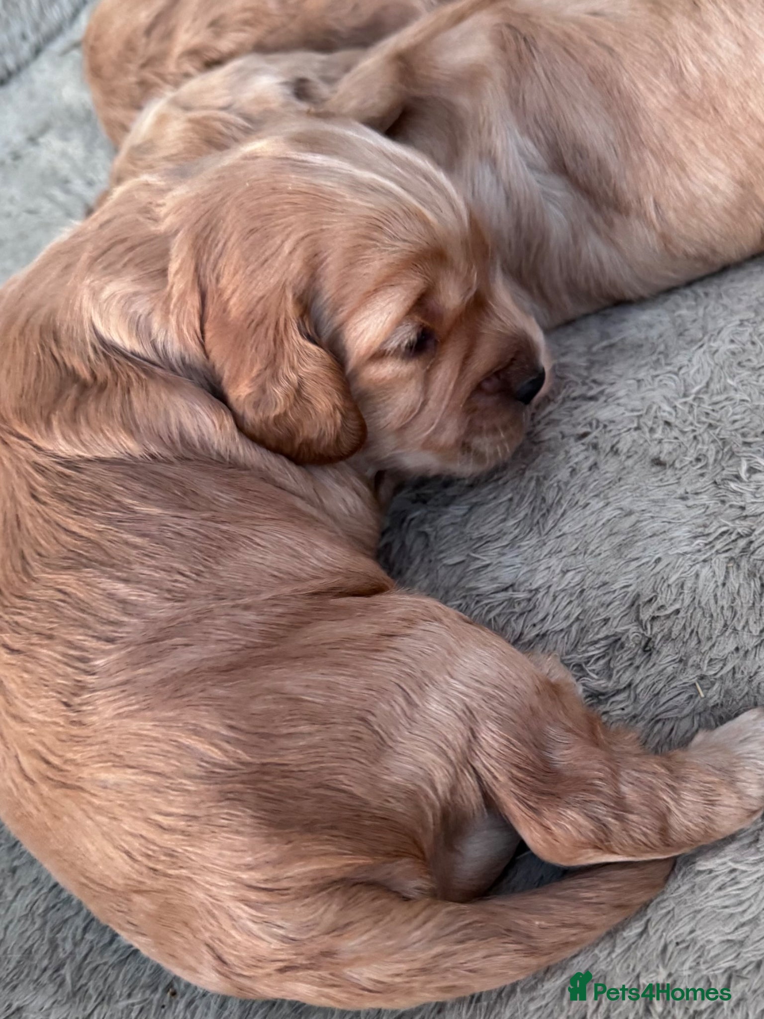 Cockapoo dogs Beautiful  F1 Cockerpoo pups  - Advert 4