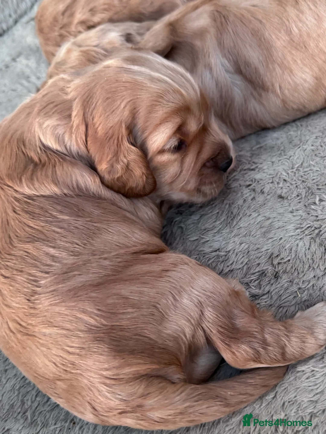 Cockapoo dogs for sale: Beautiful  F1 Cockerpoo pups  - Advert 1