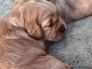 Cockapoo dogs Beautiful F1 Cockerpoo pups - Advert 4