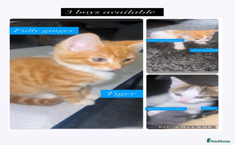 Mixed Breed cats - Advert 11
