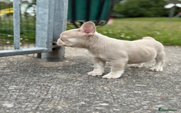 French Bulldog dogs for sale: Unique French bulldogs pups  - Image 2