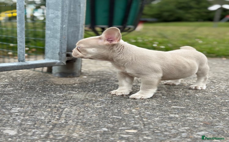 French Bulldog dogs - Advert 2
