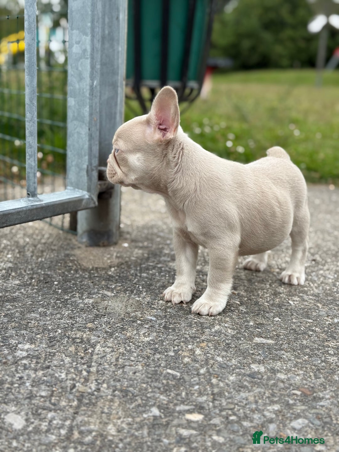 French Bulldog dogs for sale: Unique French bulldogs pups  - Image 2