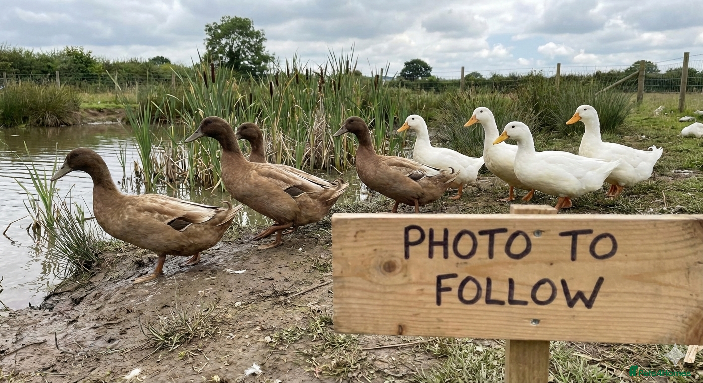 Ducks poultry Khaki campbell and cherry valley  - Advert 1