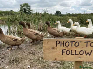 Ducks poultry Khaki campbell and cherry valley - Advert 1