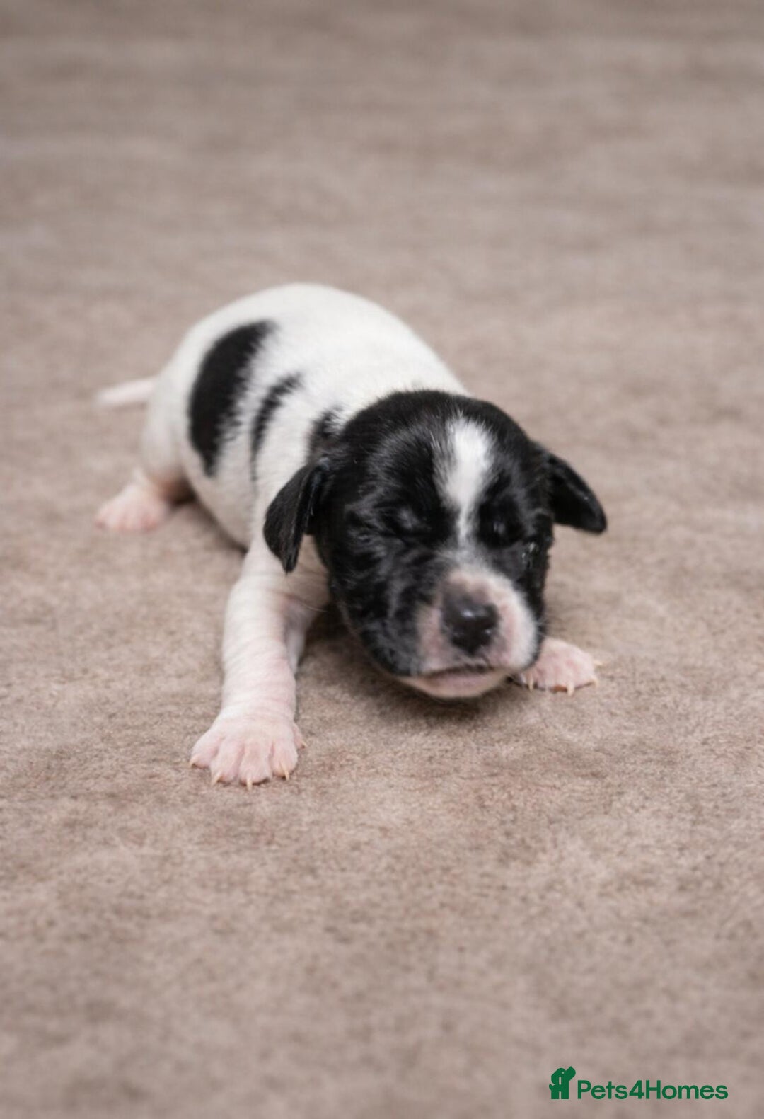 Pointer dogs for sale: English pointers - Advert 7