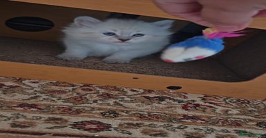 Siberian cats - Advert 15