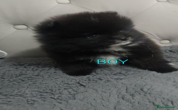 Pomeranian dogs - Advert 1