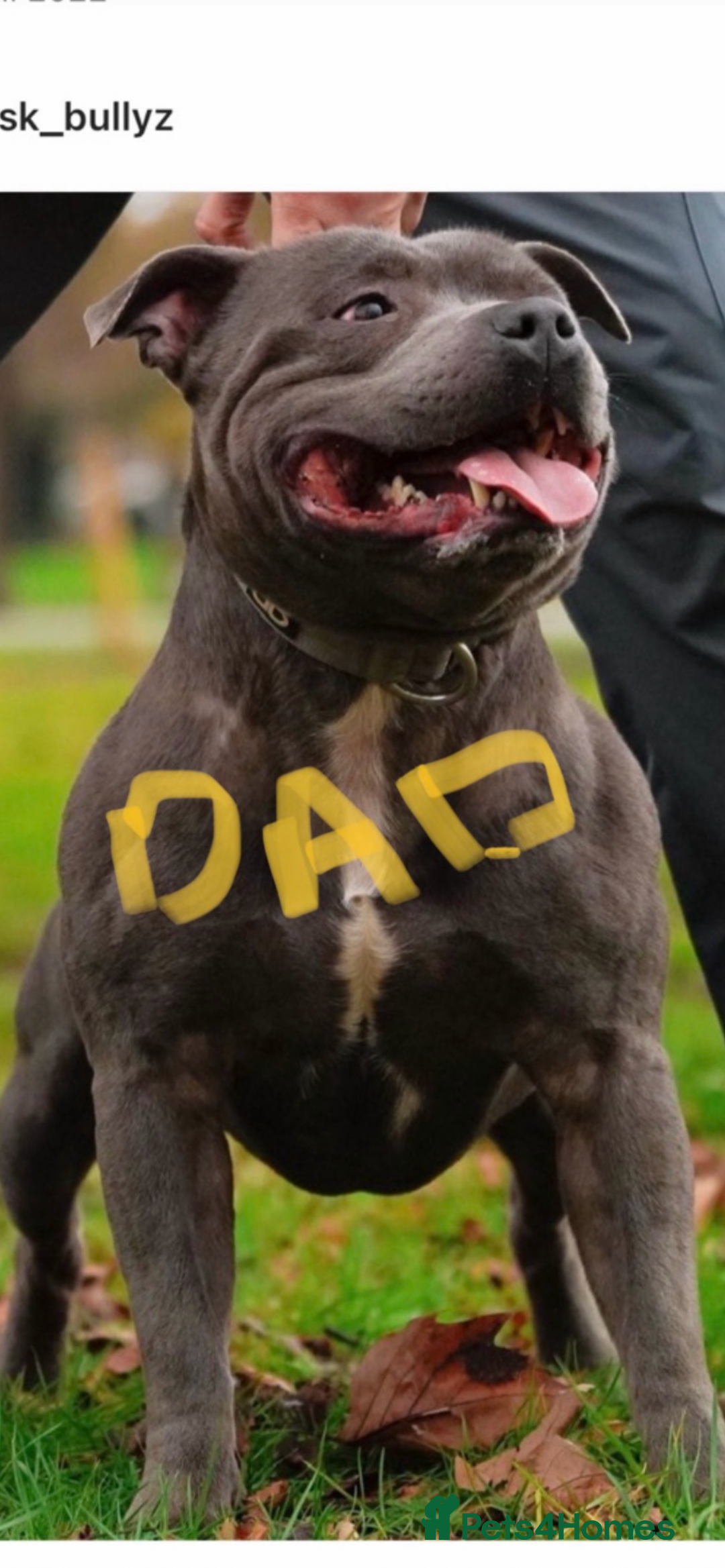 Staffordshire Bull Terrier dogs for sale: KC Staffordshire bull terriers 1 GIRL lEFT  £1350 - Image 26