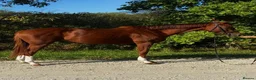 English Thoroughbred horses for sale: 2021 Grade TB mare in Manchester - Advert 2