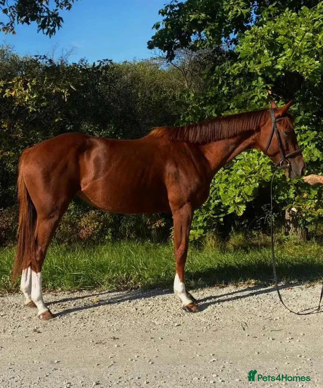 English Thoroughbred horses for sale: 2021 Grade TB mare in Manchester - Advert 2