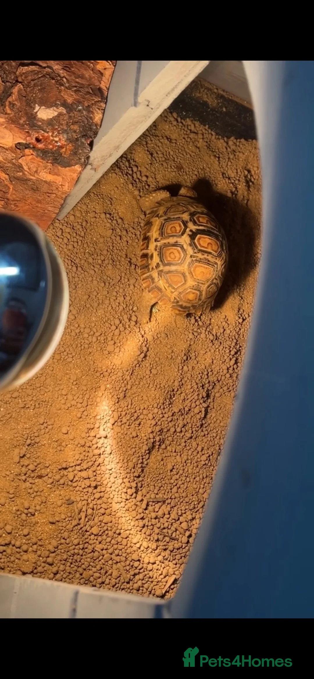 Tortoise reptiles for sale: Leopard Tortoise  - Advert 1