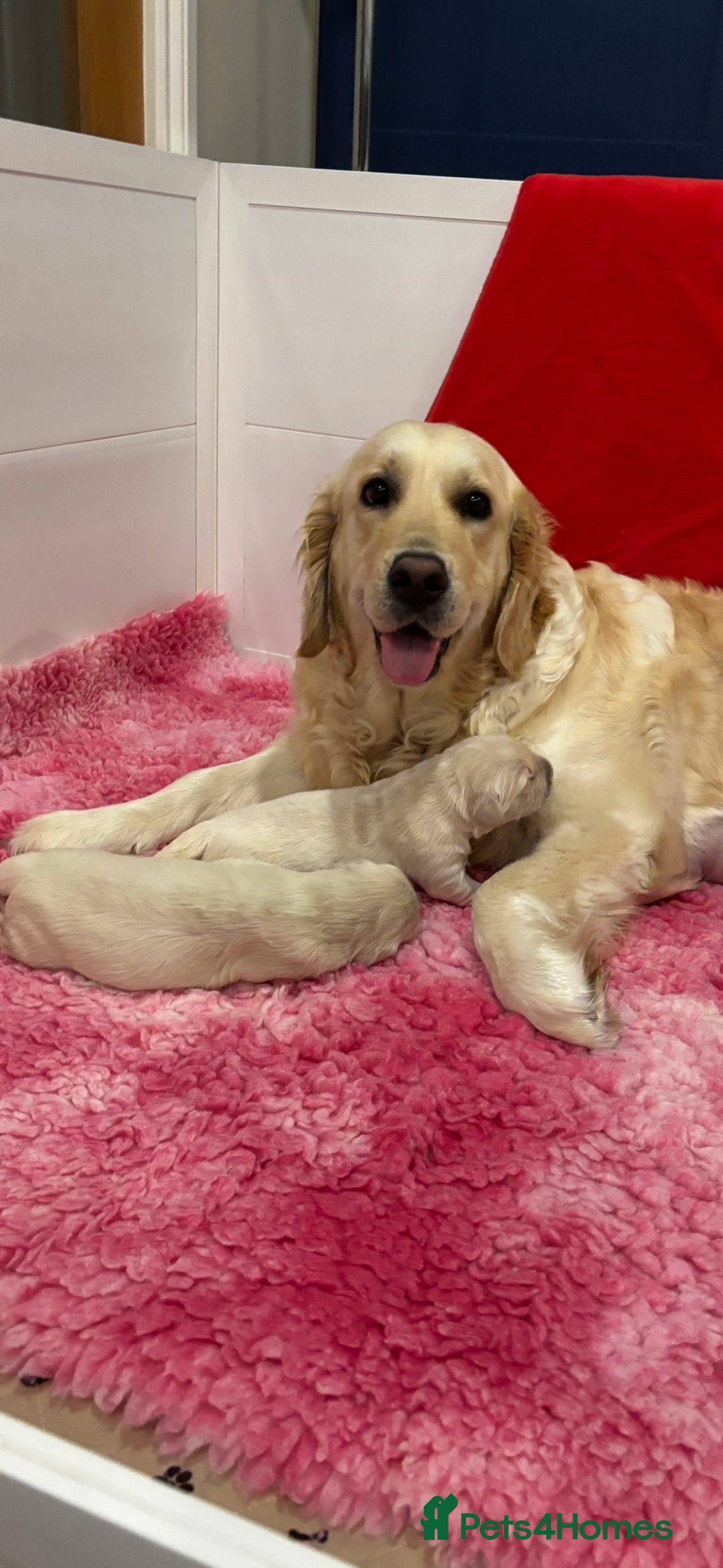 Golden Retriever dogs for sale: Gorgeous Show Type Golden Retrievers - Image 6
