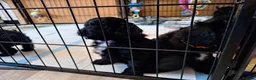Cockapoo dogs for sale: FB1 Cockapoos in Weston-super-Mare - Advert 16